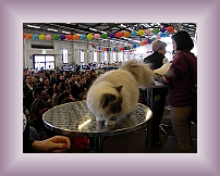 DSCN0513 * 600 x 450 * (251KB)