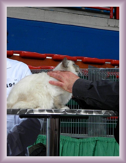 Foto successiva