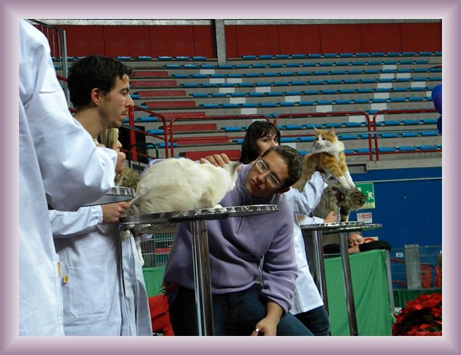 Foto successiva