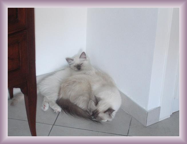 Foto successiva