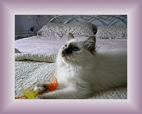 DSCN0026 * 600 x 450 * (202KB)