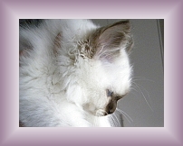 DSCN0031 * 600 x 450 * (174KB)