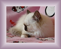 DSCN0073 * 600 x 450 * (235KB)