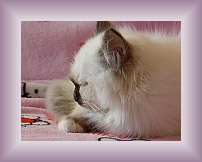 DSCN0074 * 600 x 450 * (223KB)