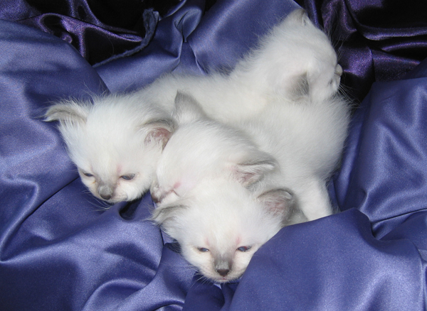 Allevamento Kalista Birmans Gatto Sacro Di Birmania