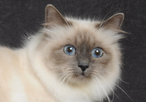 Allevamento Kalista Birmans Gatto Sacro Di Birmania