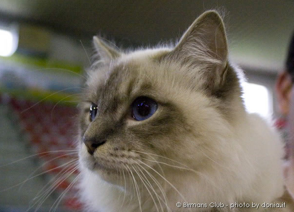 Allevamento Kalista Birmans Gatto Sacro Di Birmania