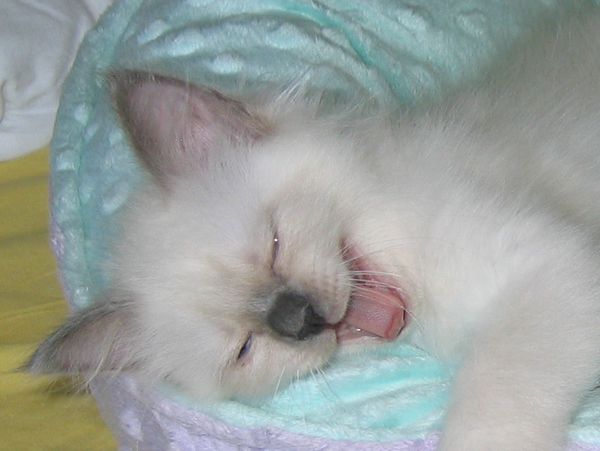 Allevamento Kalista Birmans Gatto Sacro Di Birmania